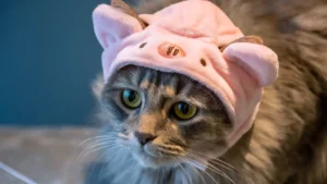 Cat Clothes Size Chart: 10 Essential Steps for Perfect Fit