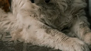 15 Gentle Giant Large Dog Breeds for Your Family