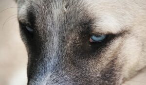 dog emotions and sounds
