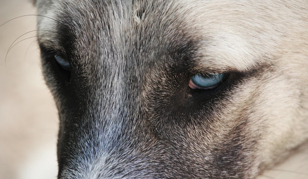 dog emotions and sounds