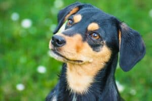 dog tied inside mouth