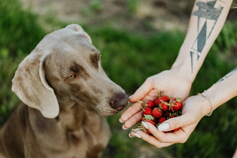 dogs can safely enjoy strawberries