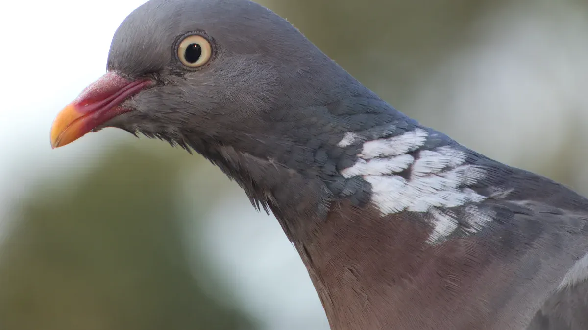 1. Blue Bar: Wild Type Pigeon Color