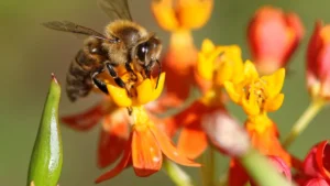 Bee Identification Chart: 14 Essential Types of Bees and Wasps