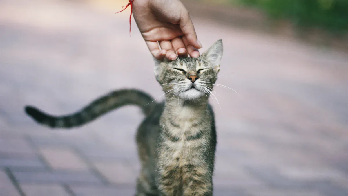 Cat Petting Chart: 10 Best & Worst Places to Pet Your Cat