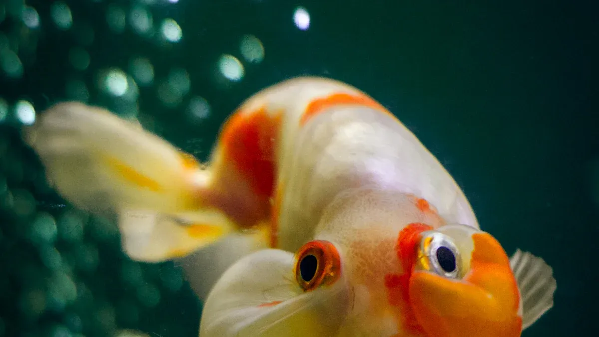 17 Most Popular Freshwater Fish for Beginner Aquariums