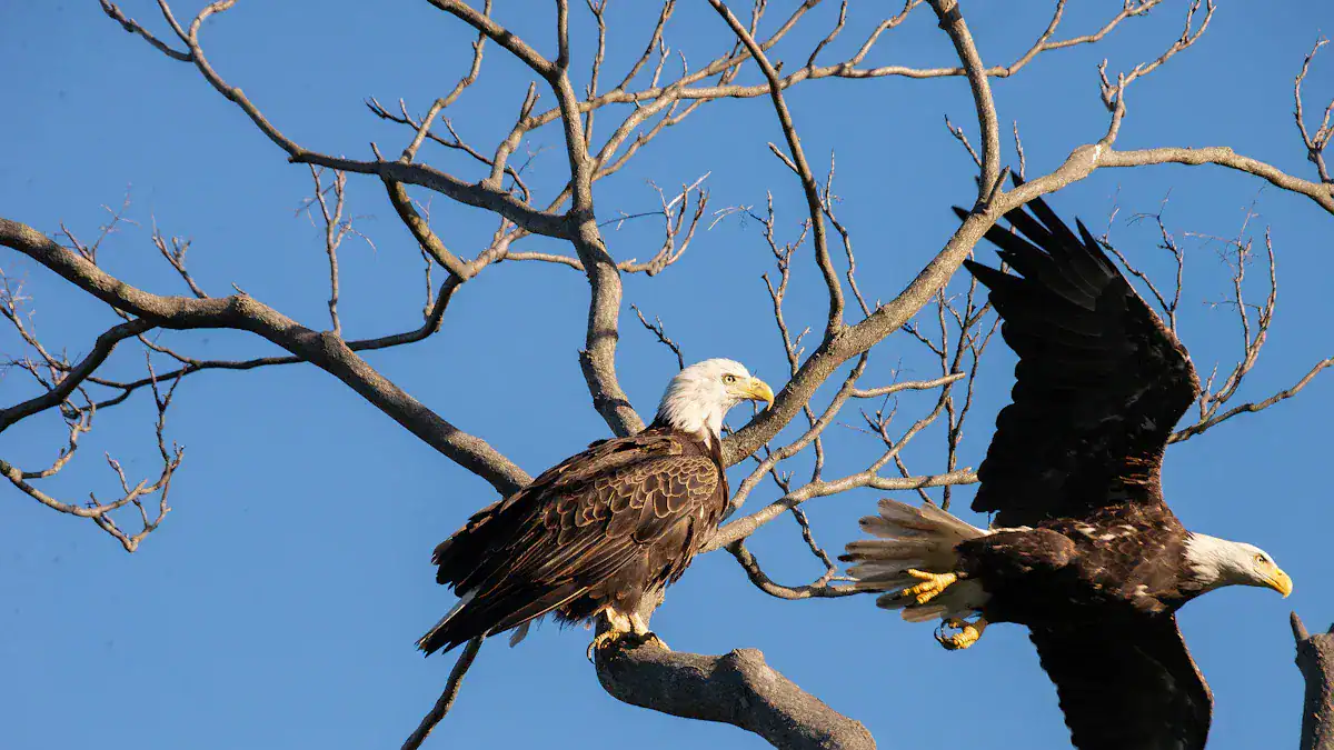 10 Majestic Eagle Species: Your Eagle Identification Chart