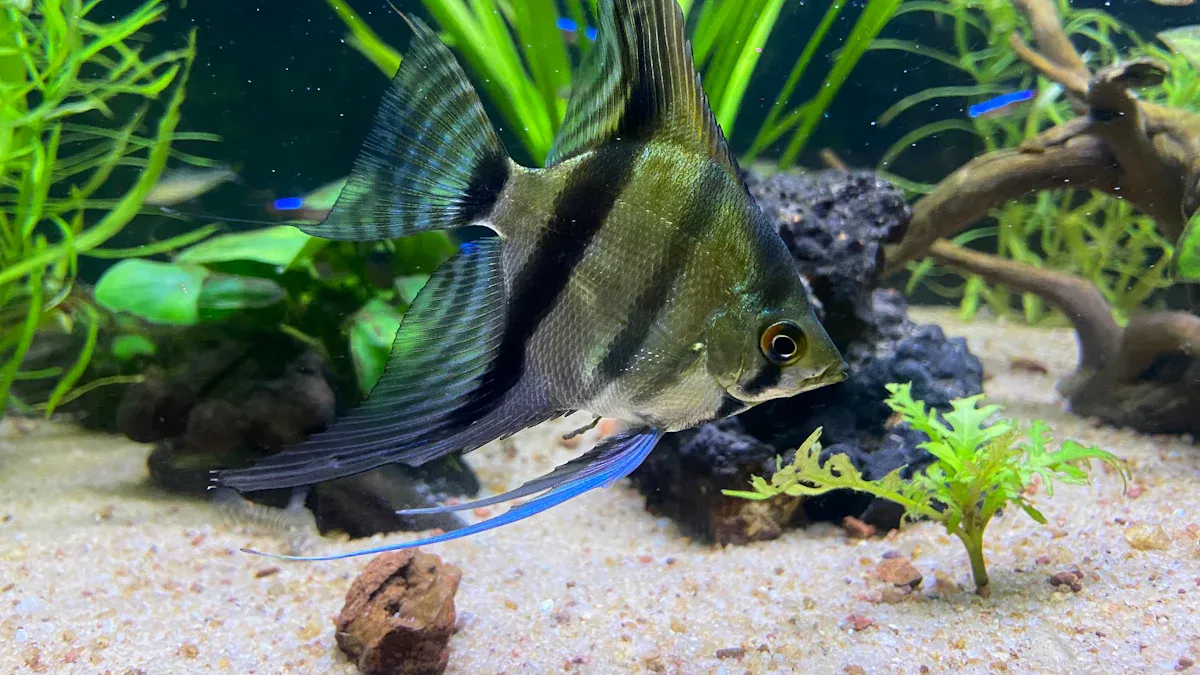 Creating a Freshwater Angelfish Aquarium: Setup Essentials