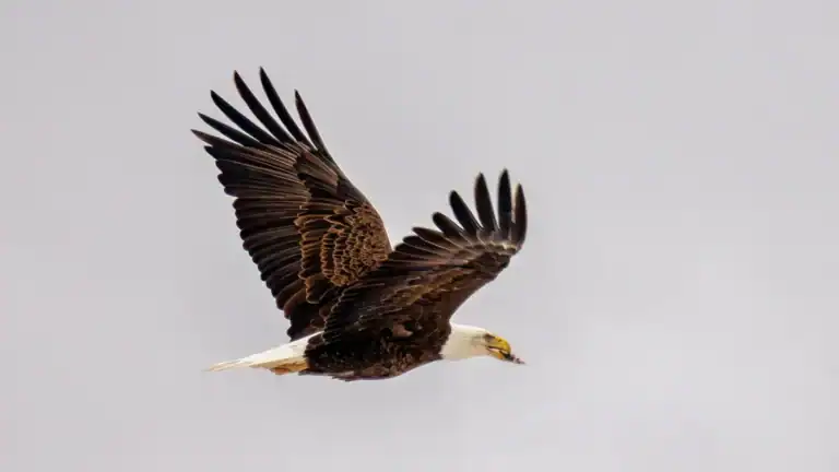 Eagle Feather Identification Chart: 10 Crucial Facts