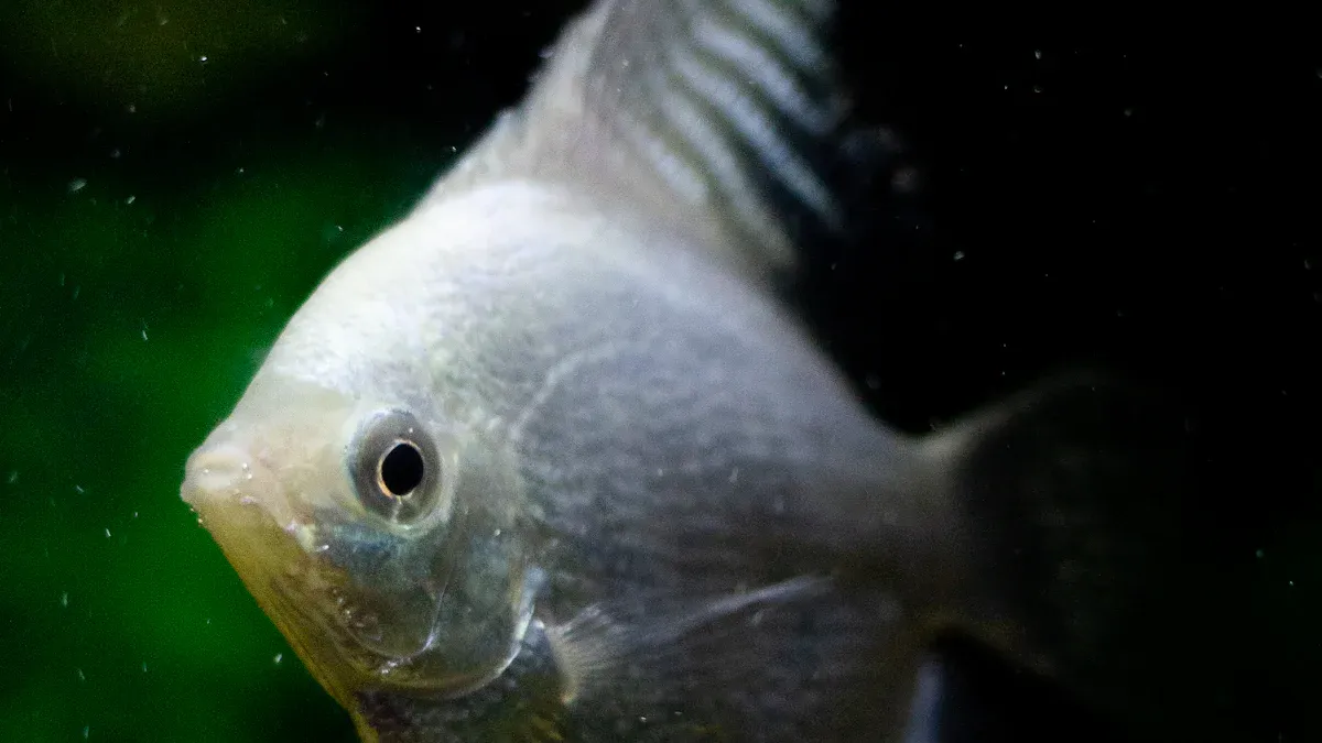 Understanding Angelfish