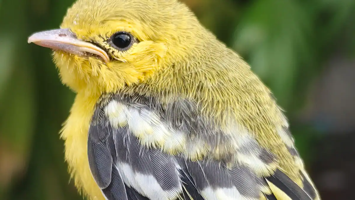 Warbler Identification Chart: 11 Key Warbler Species to Spot