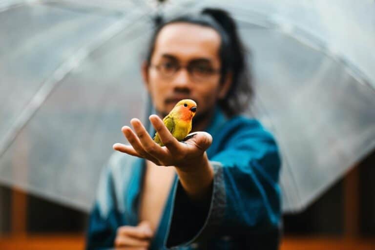 orange opaline lutino lovebird price