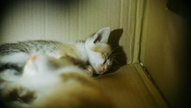 cat behavior and concerns