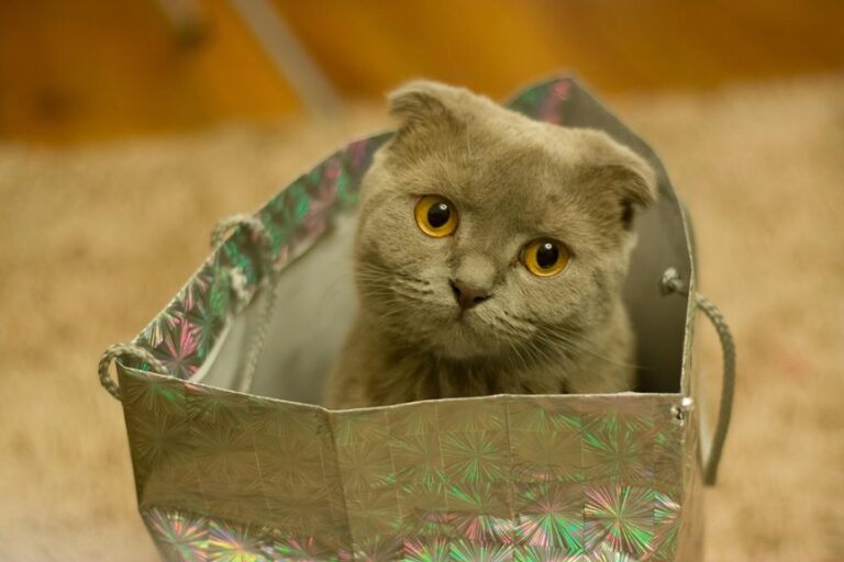 handling kitty s gift properly