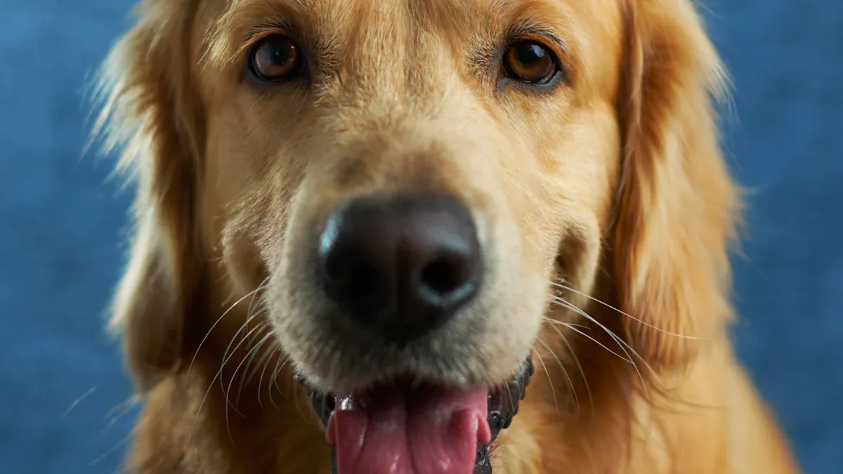 Golden Retriever Names — Cute, Unique & Popular Ideas