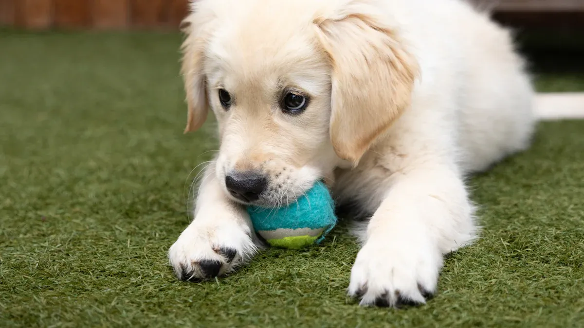 Cute Golden Retriever Names