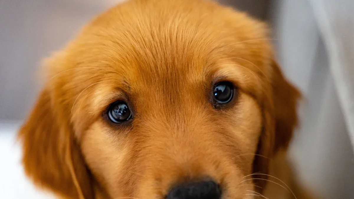 Understanding Red Golden Retriever Color