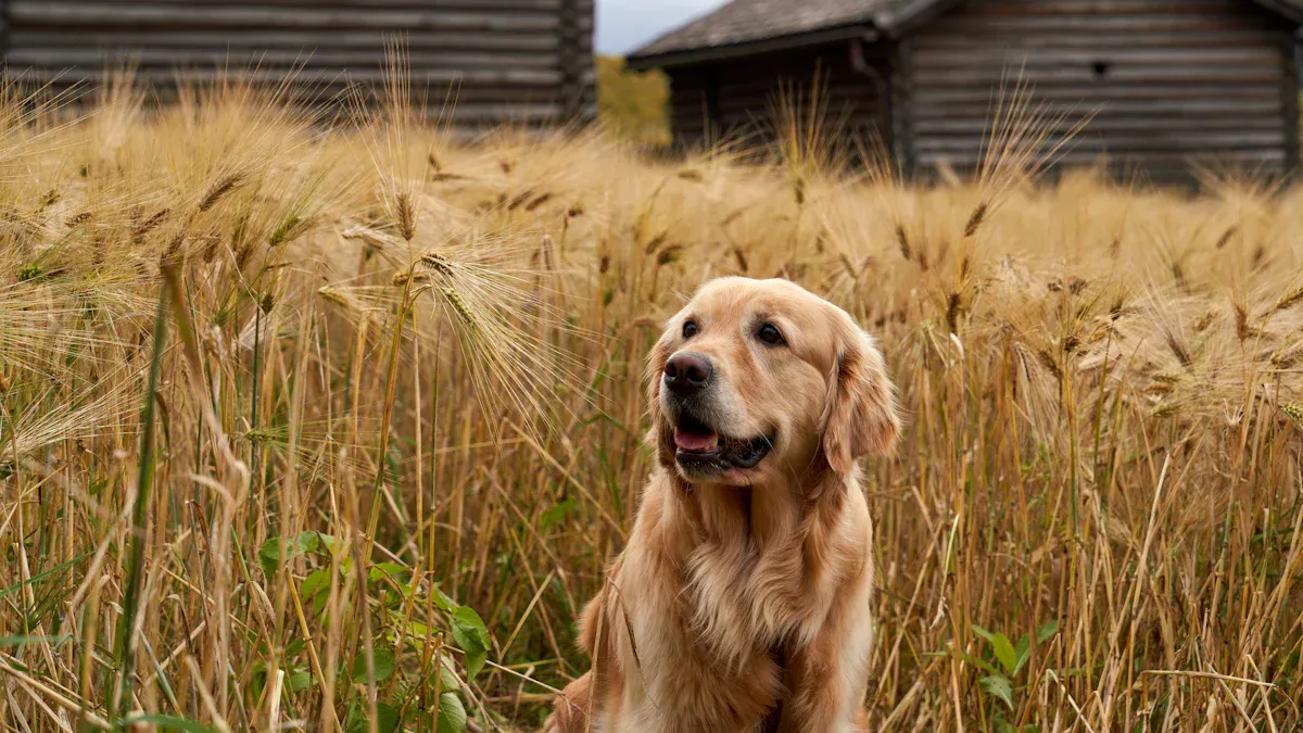 Golden Retriever Dog Names by Fur Color