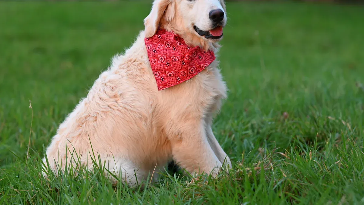 Caring for Red Golden Retriever Puppies
