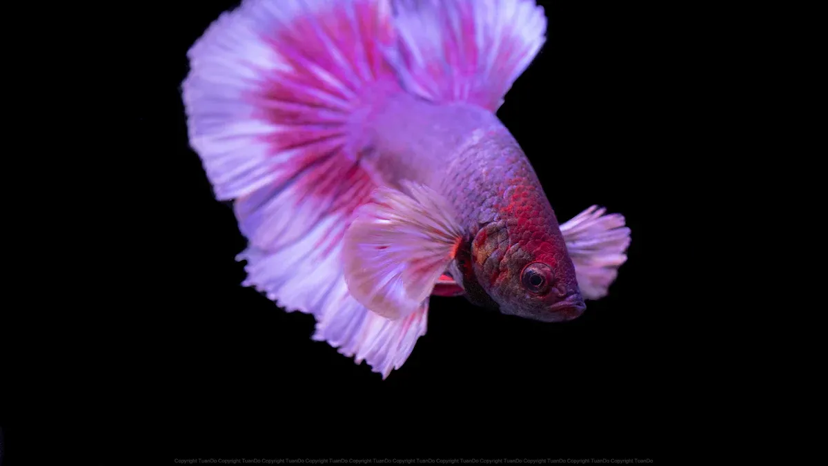 Top 10 Best and Worst Betta Fish Companions
