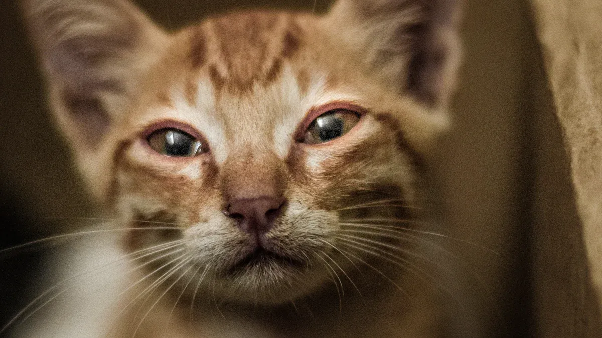 Symptoms of Sadness in Cats