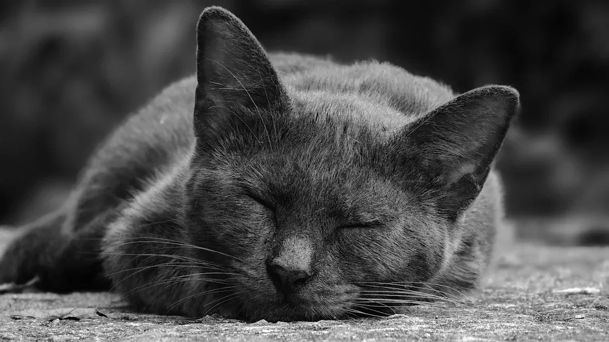 Understanding Sadness in Cats